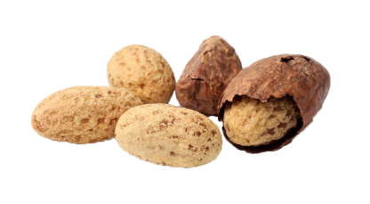 Noix de petit Kola