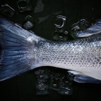 Poissons
