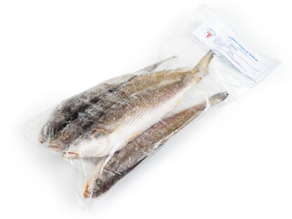 Courbine nanka (Pseudotolithus typus) Number One 500g/800g 10kg